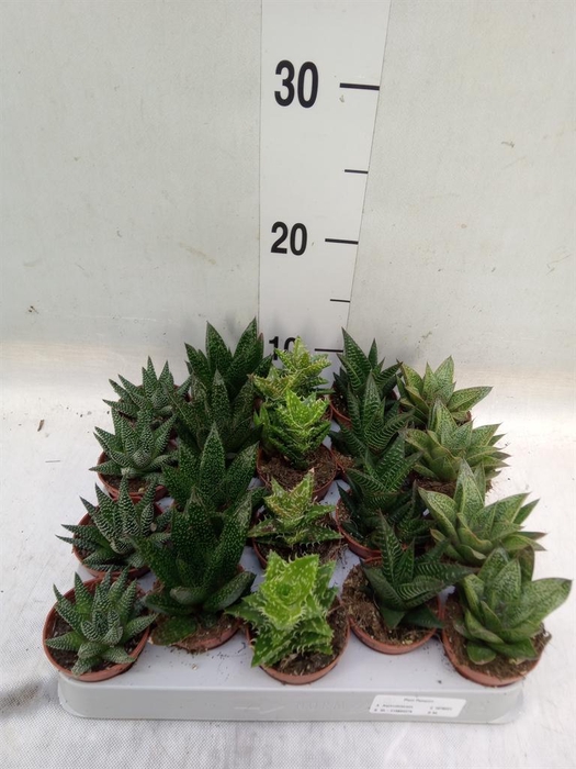 <h4>Aloe   ...mix</h4>