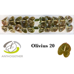 Anthurium Olivius