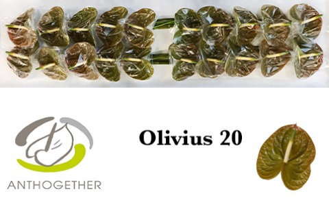 Anthurium Olivius