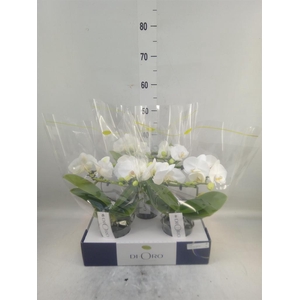 Phalaenopsis   ...white