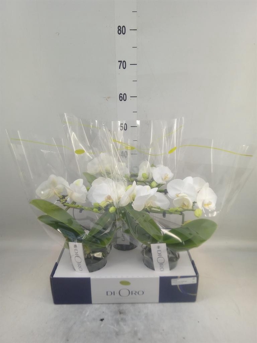 <h4>Phalaenopsis   ...white</h4>
