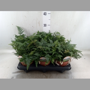 Humata tyermannii