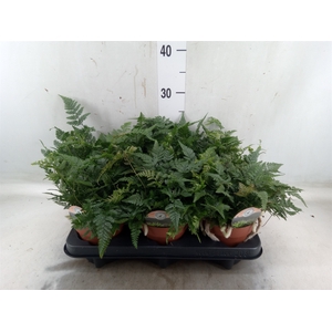 Humata tyermannii