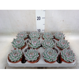 Echeveria   ...