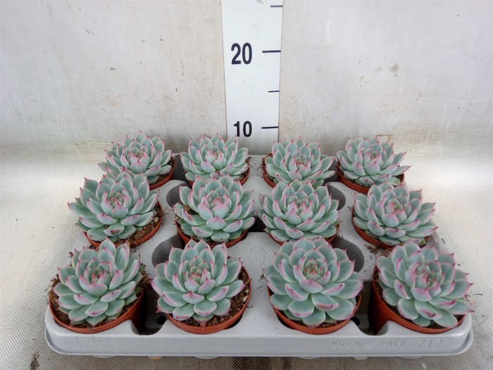 <h4>Echeveria   ...</h4>