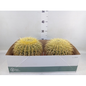Echinocactus grusonii
