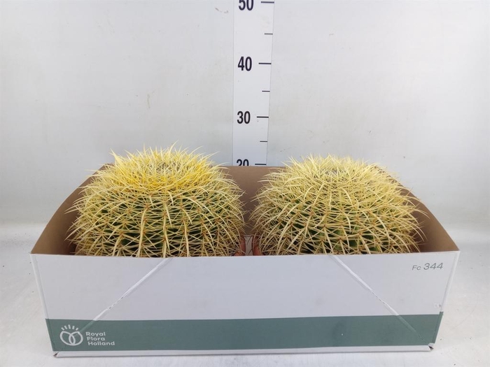 <h4>Echinocactus grusonii</h4>
