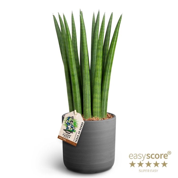 SANSEVIERIA CYLINDRICA P12 RAW BL. STRAIGHT