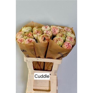 ROSA GR 'CUDDLE'