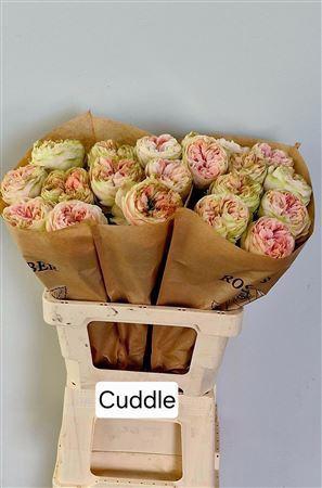 <h4>ROSA GR 'CUDDLE'</h4>