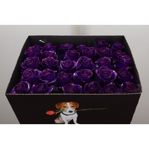 Wax-Rozen Wax Classic Purple