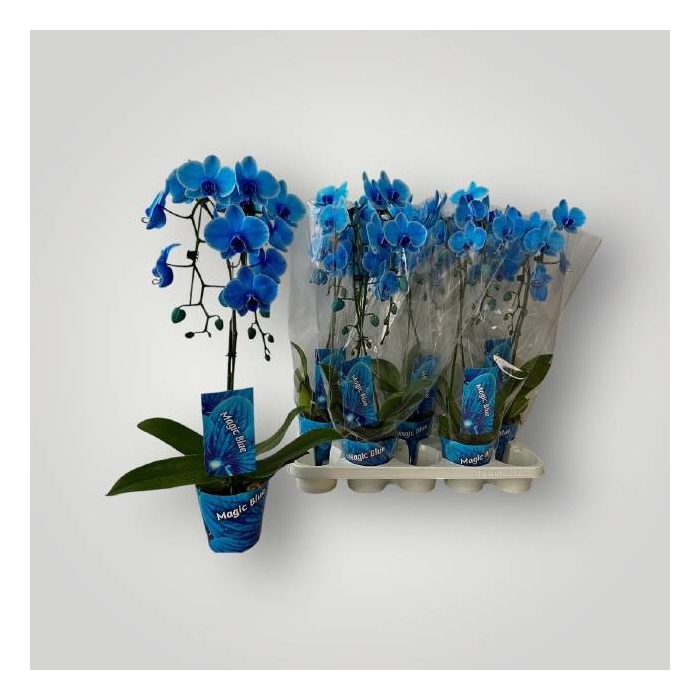 <h4>Phalaenopsis Royal Blue cascade 12Ø 50cm 2st 18fl</h4>