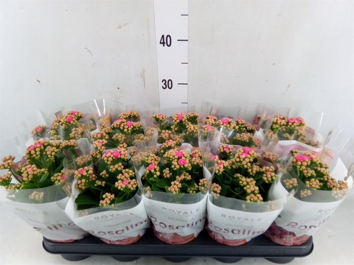 <h4>Kalanchoe blos. 'RosDon Nando'</h4>