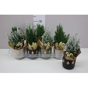 Chamaecyparis La Ellwoodii Snow Green Keramiek Mix