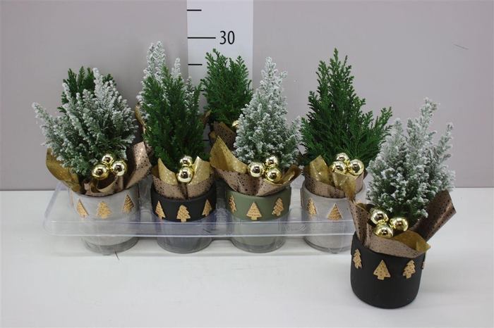 <h4>Chamaecyparis La Ellwoodii Snow Green Keramiek Mix</h4>