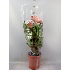 Anthurium  'Pr. Amalia Hot Lips''