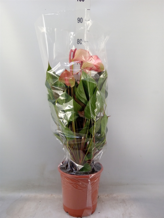 <h4>Anthurium  'Pr. Amalia Hot Lips''</h4>