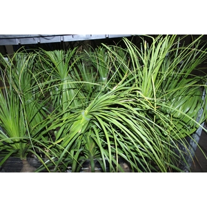BEAUCARNEA P24