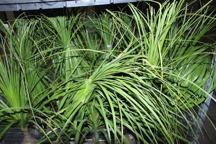 <h4>BEAUCARNEA P24</h4>