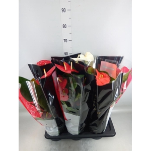 Anthurium   ...mix
