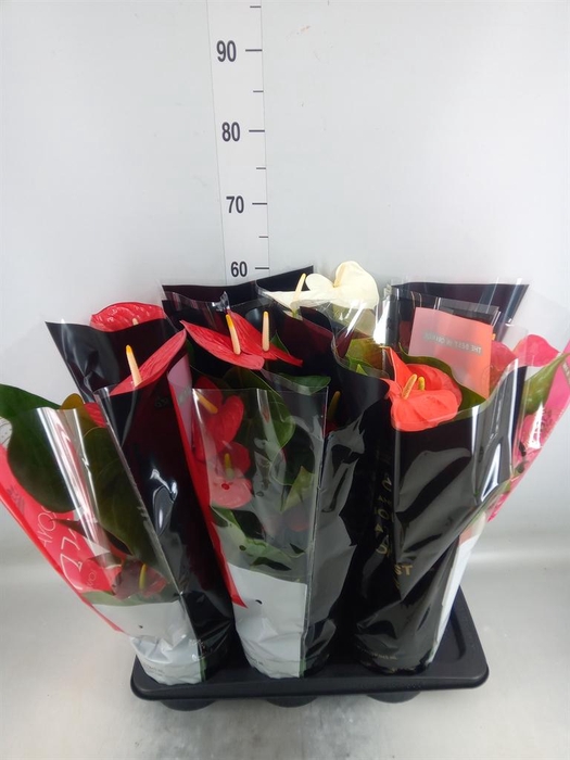 <h4>Anthurium   ...mix</h4>