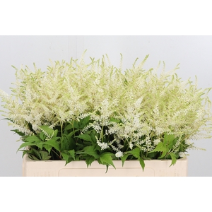 Astilbe Washingthon
