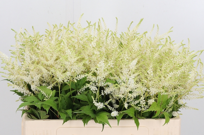 <h4>Astilbe Washingthon</h4>