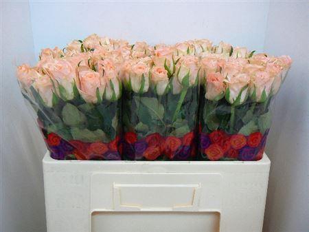 <h4>R Gr Mayfair!</h4>