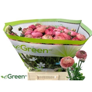 Ran Aazur Antiq Rose