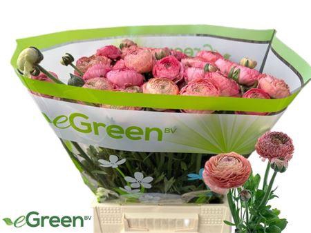 <h4>Ran Aazur Antiq Rose</h4>