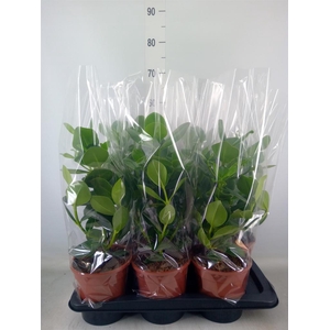 Clusia rosea 'Princess'