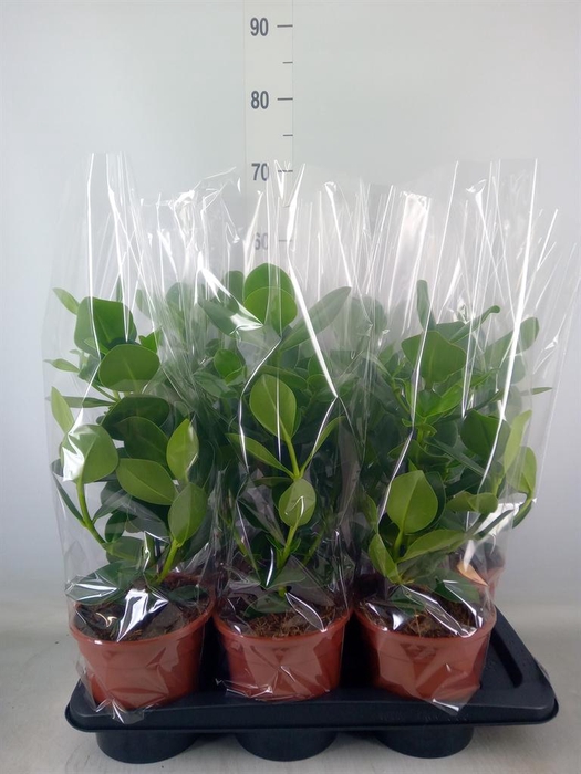 <h4>Clusia rosea 'Princess'</h4>