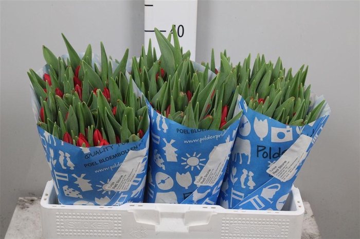 <h4>Tu En Red Stone</h4>