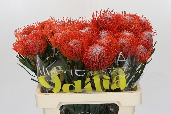 <h4>Nutans Tango</h4>