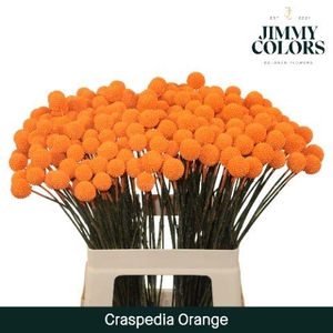Craspedia L60 Orange