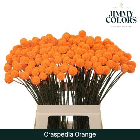 <h4>Craspedia L60 Orange</h4>
