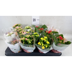 Kalanchoe blos. 'RoyalDon'   ..mix
