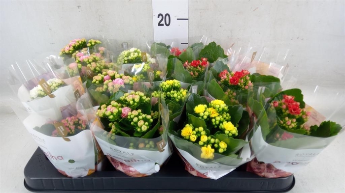 <h4>Kalanchoe blos. 'RoyalDon' ..mix</h4>