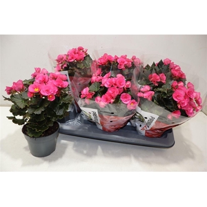 arr8 Beg Hl Adonia Pink