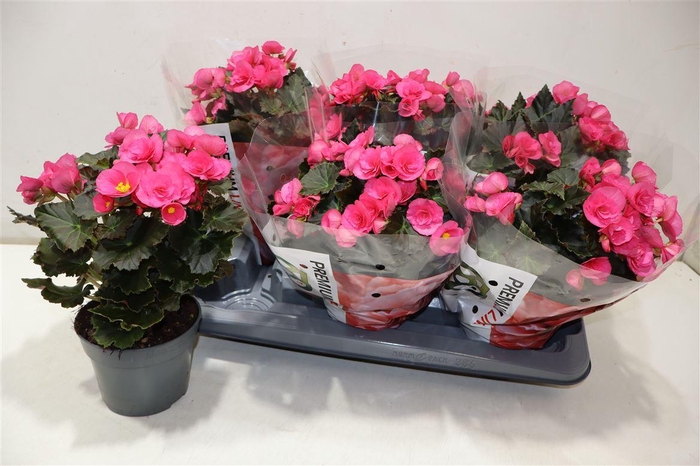 <h4>arr8 Beg Hl Adonia Pink</h4>