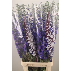 Delph El Dewi Blue Star