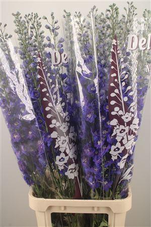 <h4>Delph El Dewi Blue Star</h4>