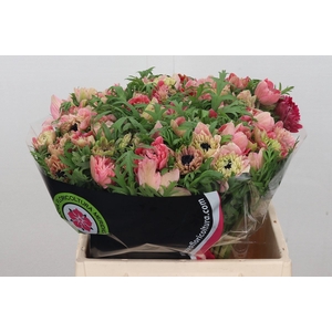 Anemone Levante Pink