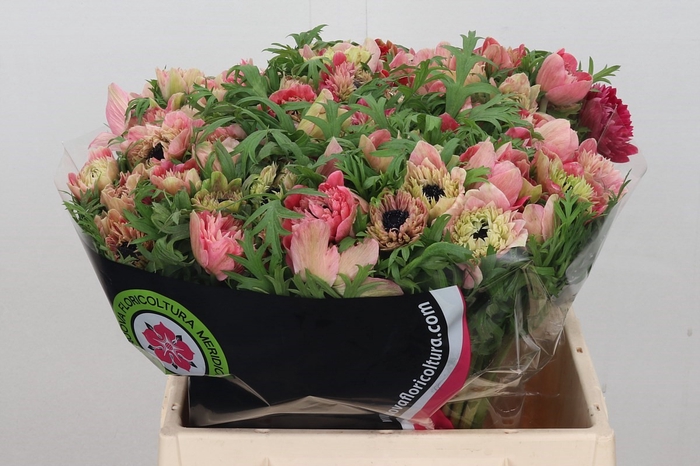 <h4>Anemone Levante Pink</h4>