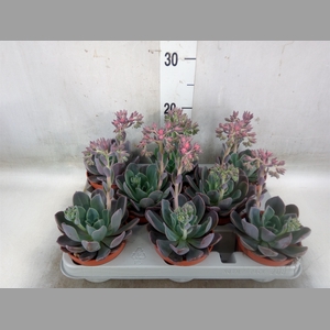 Echeveria  'Blue Prince'