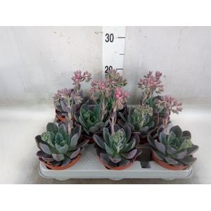 Echeveria  'Blue Prince'