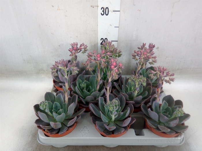<h4>Echeveria  'Blue Prince'</h4>