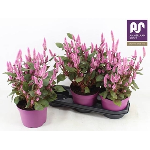 CEL WILD PINK