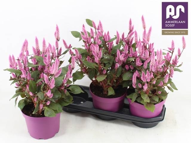 <h4>CEL WILD PINK</h4>