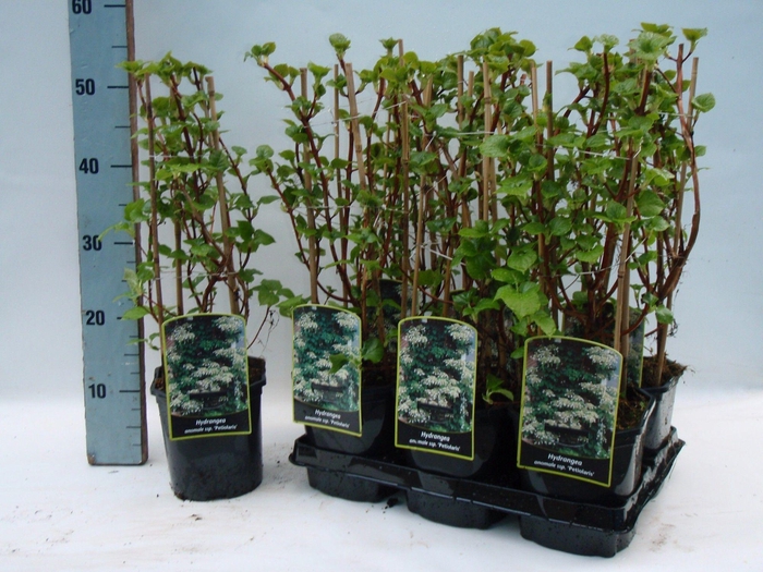 <h4>HYDR PETIOLARIS</h4>